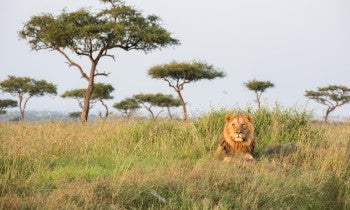 lion lying on a hill