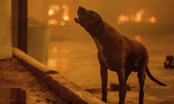 a dog amidst a fire-lit environment