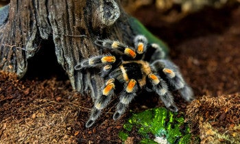 tarantula in natural habitat