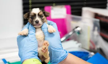a puppy being held for an exam