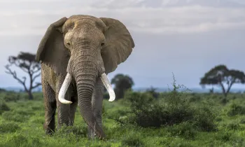 elephant standing in a lush, green savanna