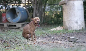a dog on a leash on a chain