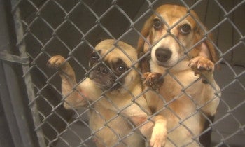 Two breeding mothers behind chain-linked gate