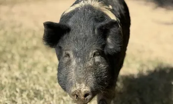 a pig standing on grass