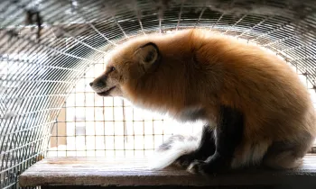 Fox held in cage looking outward