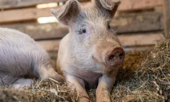 Sylvia, a piglet, playfully gazes up from her straw bed.
