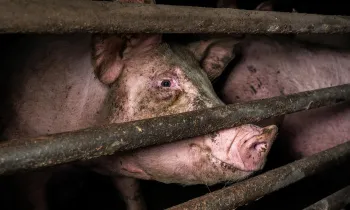 Pig on a factory farm