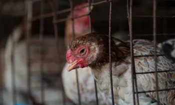 Sad chicken in a battery cage