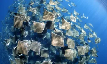 Reel fish- Vanessa Mignon