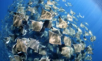 Reel fish- Vanessa Mignon