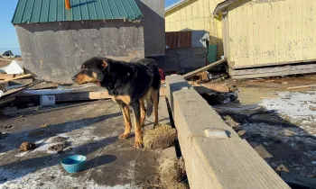 A black dog in Kipnuk, Alaska, greets responders after Typhoon Halong