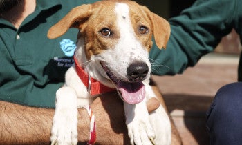 Dog looking straight ahead while being held by a human
