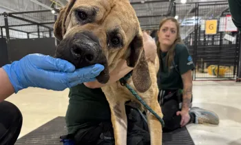 A dog being hand fed