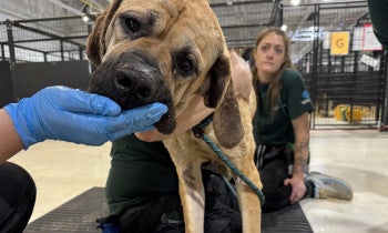 A dog being hand fed