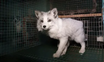 a white and grey fox in a cage