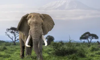 Tusker Elephant in Amboseli National Park looks at viewer with trees and a mountain in the background.