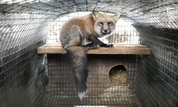 The image depicts a fox with a bushy tail sitting inside a wire mesh enclosure. 