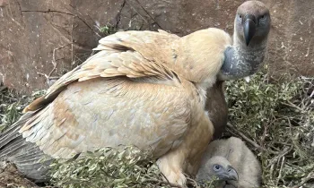 An adult Cape Vulture hovers over a young chick at Vulpro's dedicated breeding facilities at Shamwari Private Game Reserve.