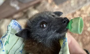 Humane World for Animals in Australia responds to Victoria wildfires