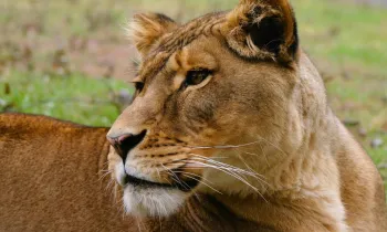 Close-up of a lioness lying down