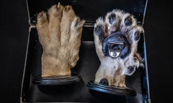 Lion paw bottle opener