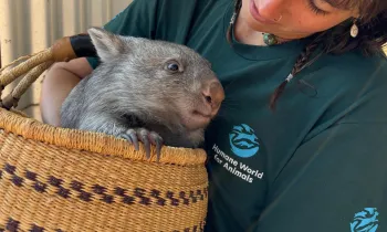 Humane World for Animals team meber carrying a Wombat in a basket