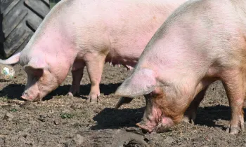 Rescued UK pigs Hope and Blossom