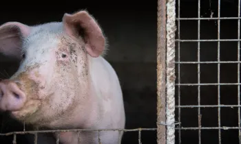 A pig behind bars