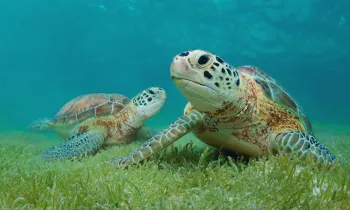 Two green sea turtle underwater with sea grass in Akumal, Yucatan, Mexico.