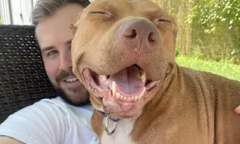dog smiling, sitting on a person's lap