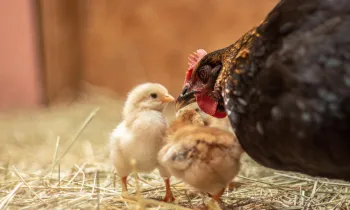 a chicken and a couple chicks