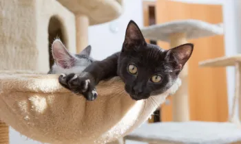 Curious kitten, one looking into camera, stretching paw