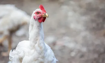 White chickenstanding in rural enviorment