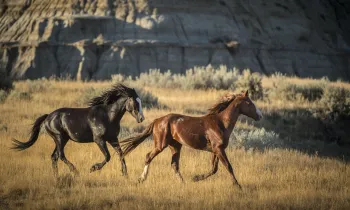 horses running in an open field