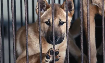 Dog in a cage on a South Korean dog meat farm