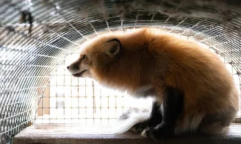 The image shows a fox with sitting inside a wire mesh enclosure.