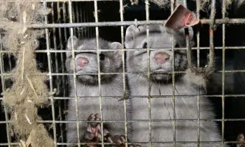 Mink on a fur farm