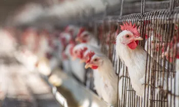 Hens in battery cages