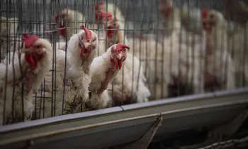 Hens in battery cages