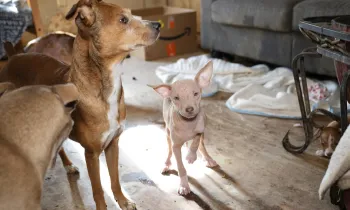 a group of dogs in a room