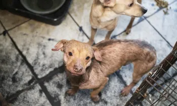 Texas rescue alleged neglect Feb 2026 small dog looks up