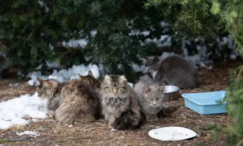 Cats rescued in Wicomico County MD Feb 2026