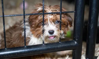 Dog behind metal gate.