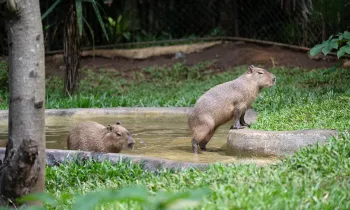 Two capybaras enjoy a pool in sanctuary
