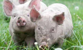 Two piglets in a field.