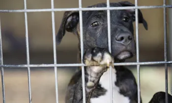 Dog behind metal fence