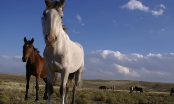 A group of horses in a field