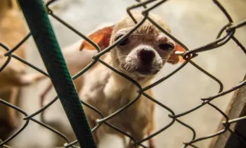 Small dog standing behind a chain-link fence