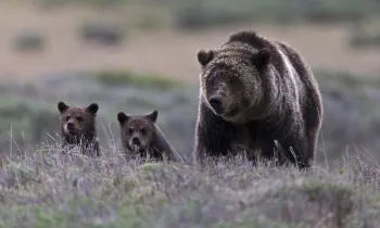 The image depicts a grizzly bear mother walking alongside her two cubs in a natural setting.