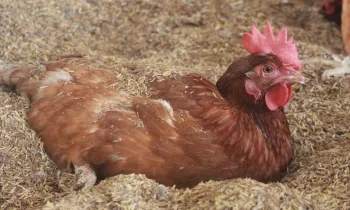 cage-free laying hens